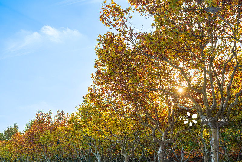 秋天的橙黄色的树木和穿过林间的阳光图片素材