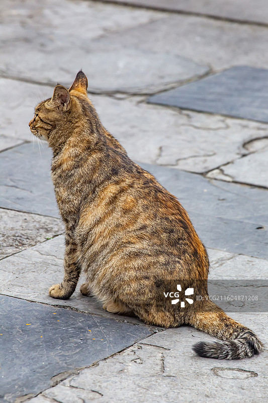 四川省绵阳市萌宠猫咪图片素材