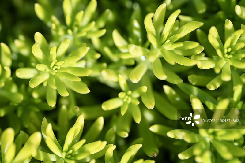 佛甲草特写图片素材