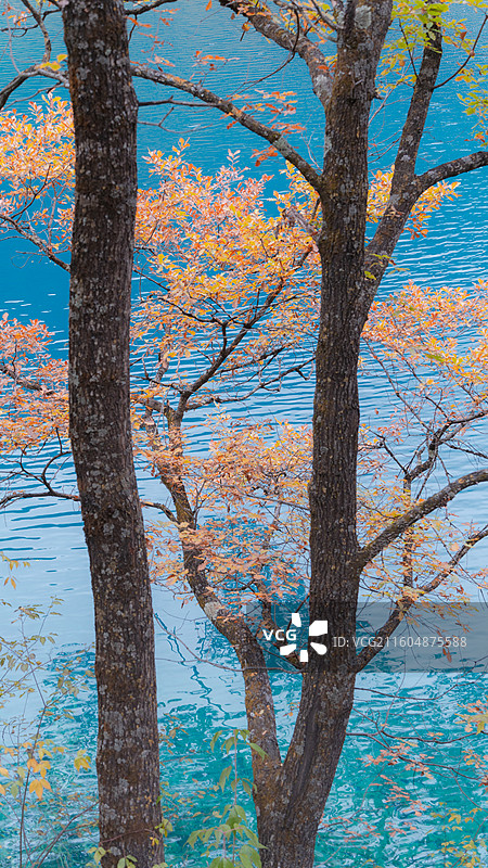 九寨沟秋季绝美秋景和水景图片素材