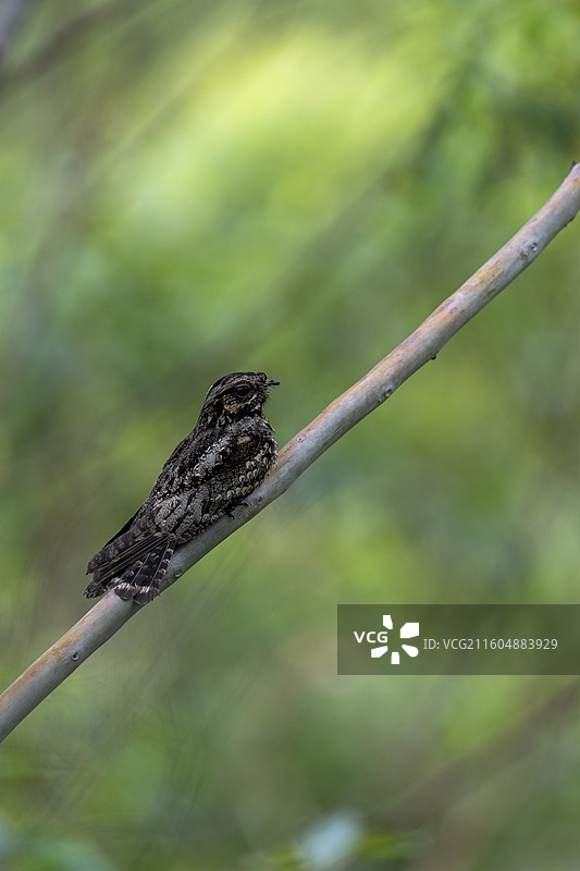 普通夜鹰图片素材