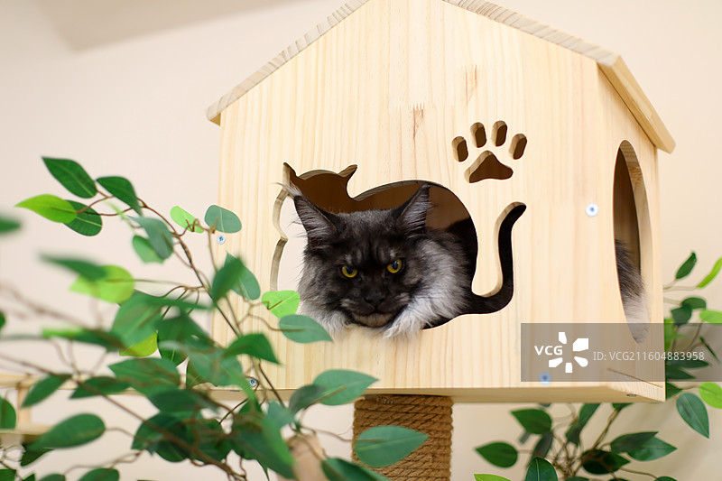 猫爬架上玩耍的小猫缅因猫图片素材