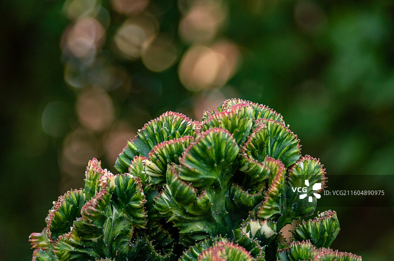 肉肉特写图图片素材