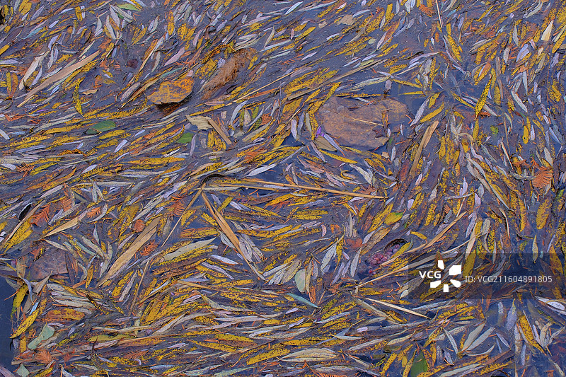 秋天初冬蓝色天空白云背景图壁纸。柳树柳条夕阳湖水黄叶落叶图片素材