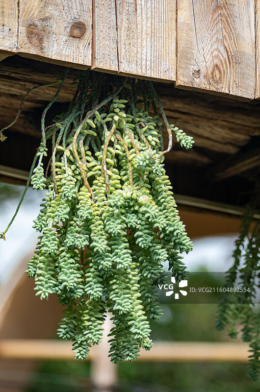 肉肉特写图图片素材