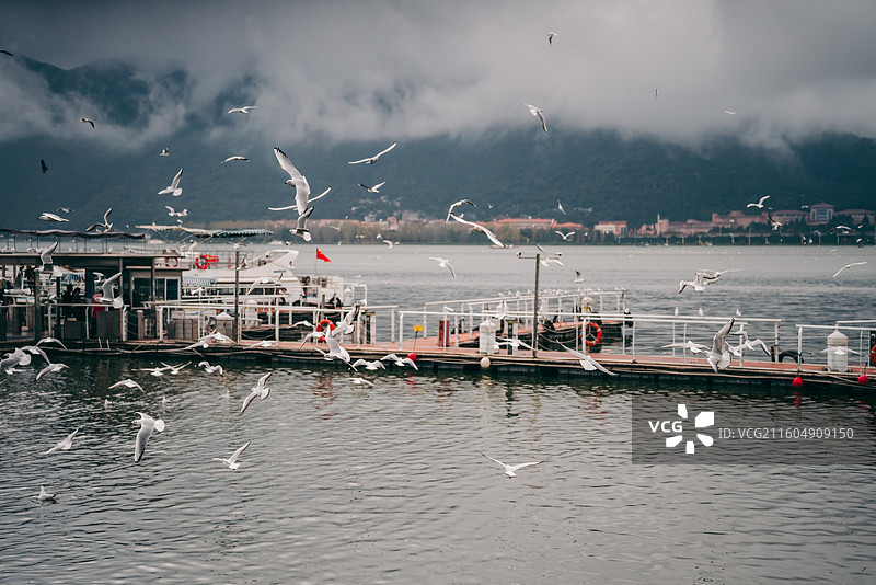 冬天昆明滇池海埂大坝的红嘴鸥图片素材
