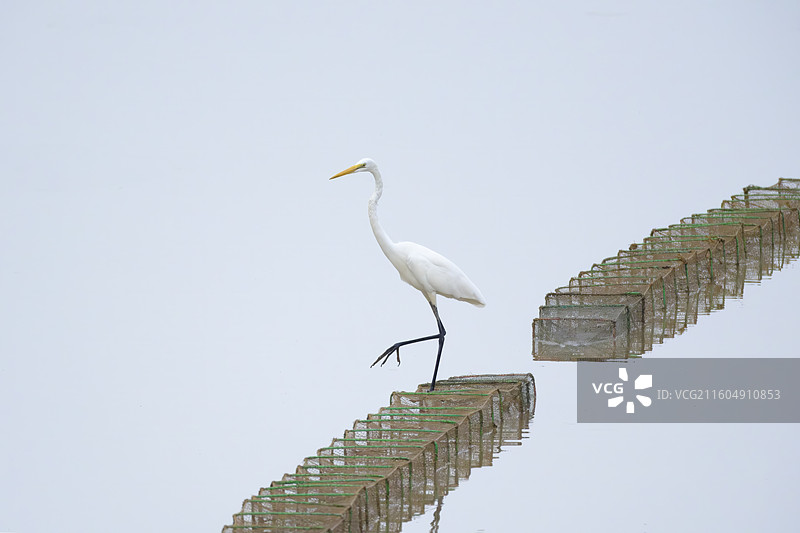 大白鹭图片素材