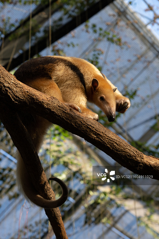 你好！一只有趣的食蚁兽在树上问候图片素材