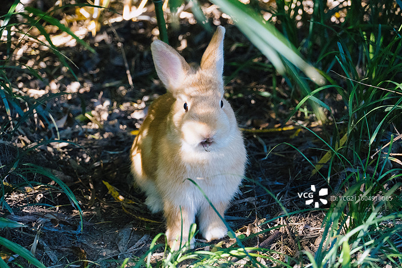 秋天的济南园博园图片素材