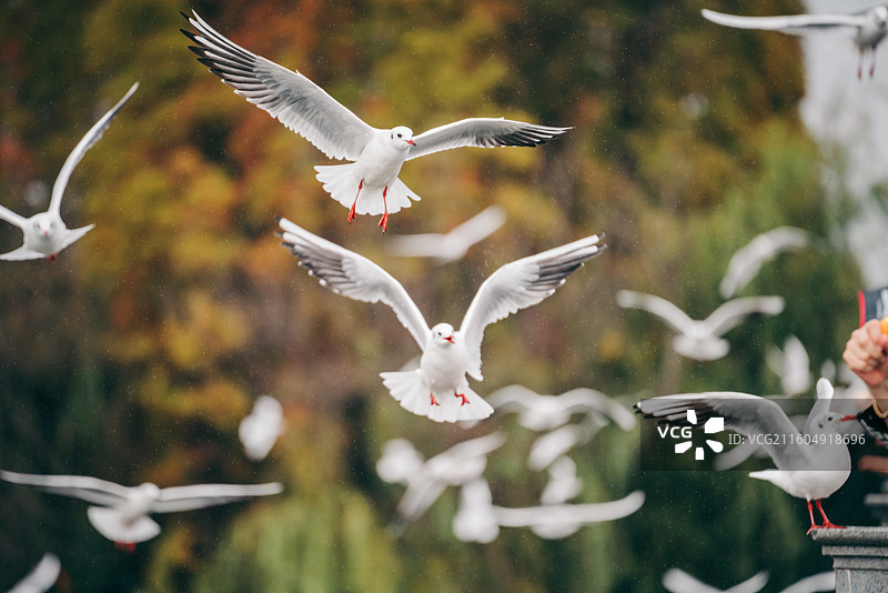 冬天昆明滇池海埂大坝的红嘴鸥图片素材