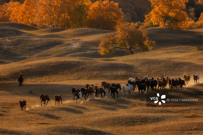 金秋牧马（坝上 乌兰布统）图片素材