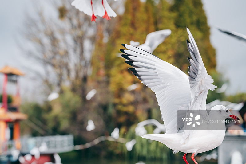 冬天昆明滇池海埂大坝的红嘴鸥图片素材