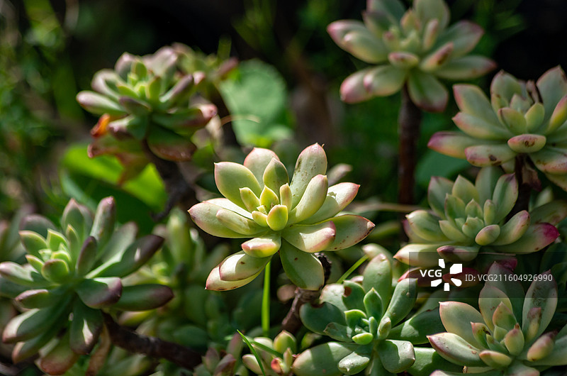 肉肉特写图图片素材