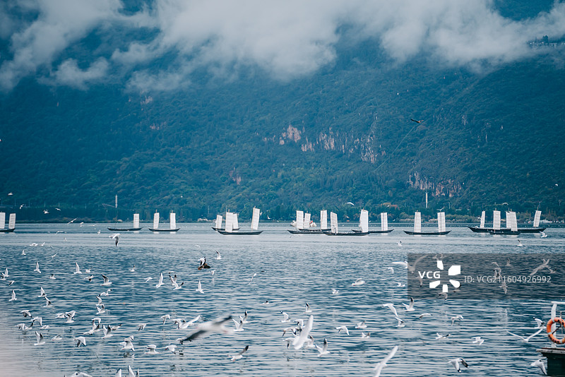 冬天昆明滇池海埂大坝的红嘴鸥图片素材