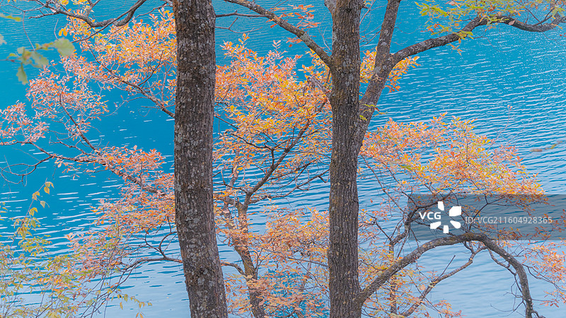 九寨沟秋季绝美秋景和水景图片素材