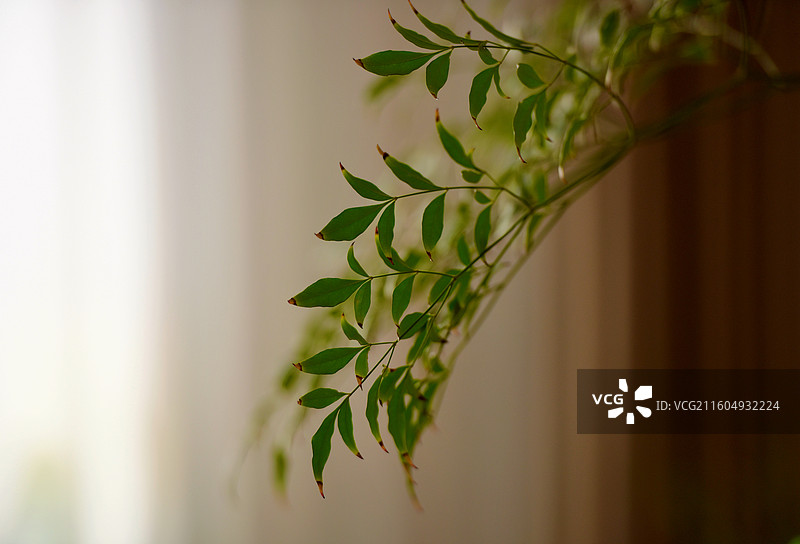 南天竹图片素材