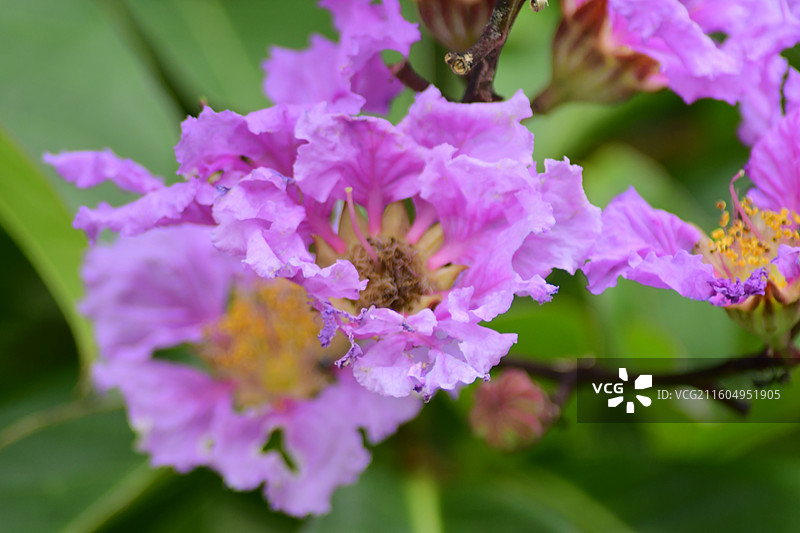 南方珍稀园林植物-Lagerstroemia speciosa 大花紫薇图片素材