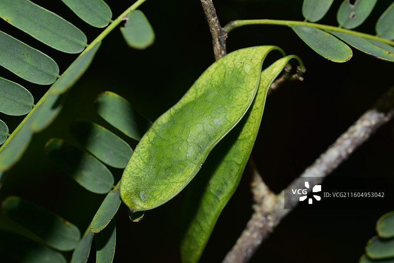南方珍稀园林植物-Dalbergia millettii 香港黄檀图片素材