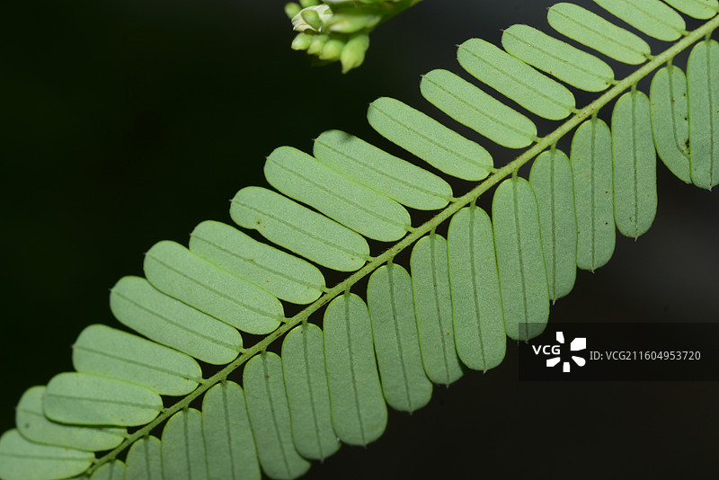 南方珍稀园林植物-Dalbergia millettii 香港黄檀图片素材