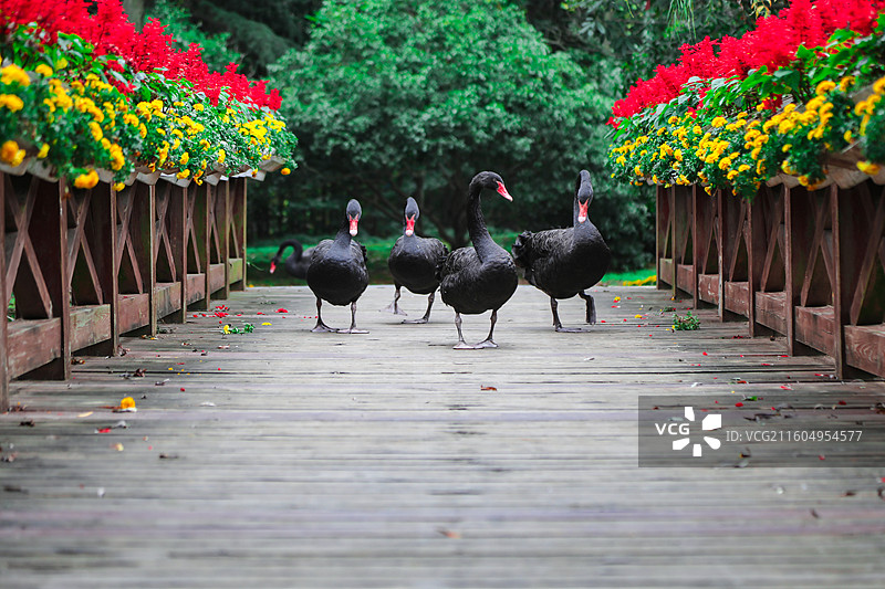 扬州市茱萸湾景区图片素材