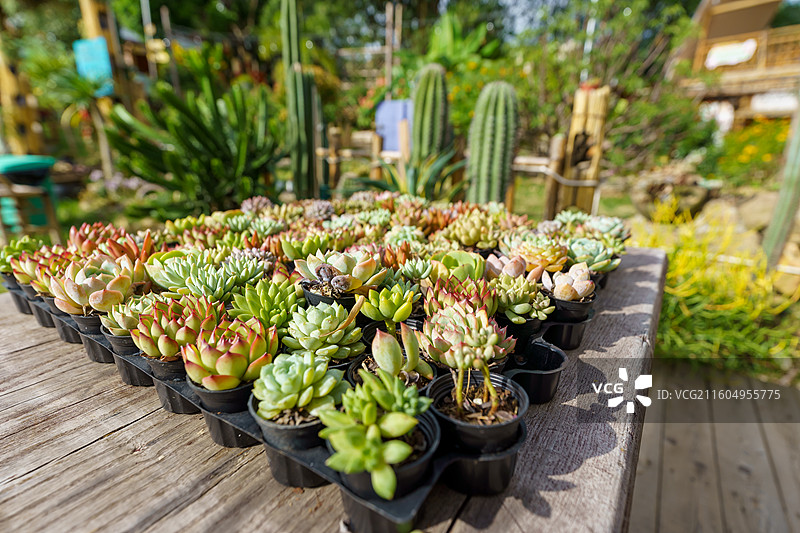 肉肉特写图图片素材