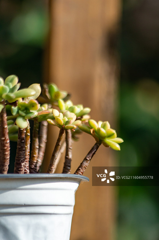 肉肉特写图图片素材