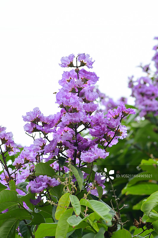南方珍稀园林植物-Lagerstroemia speciosa 大花紫薇图片素材