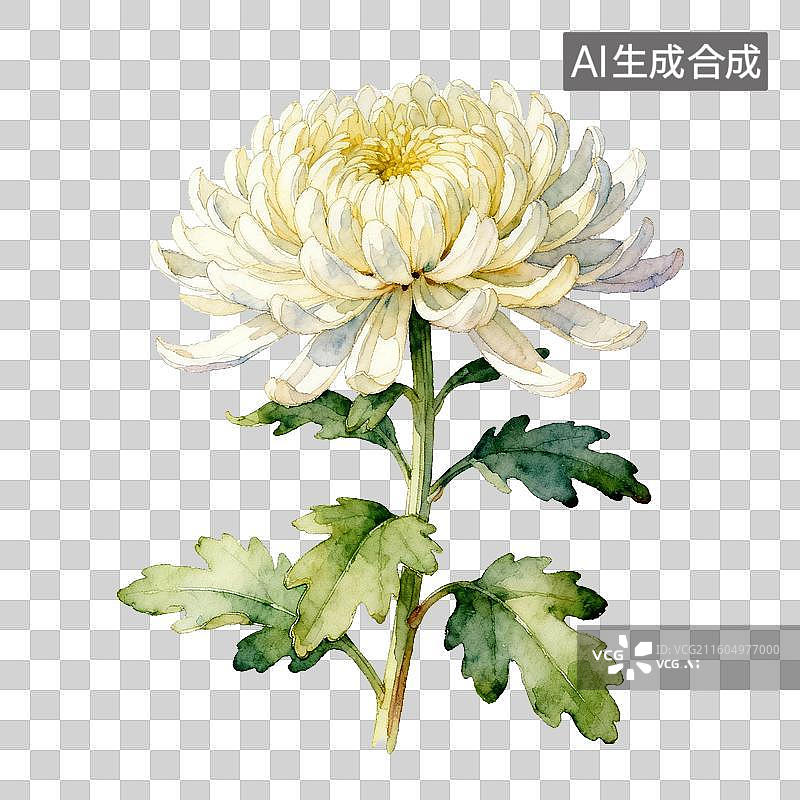 【AI数字艺术】白色菊花水彩画图片素材