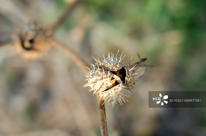 带刺的曼陀罗子特写图片素材