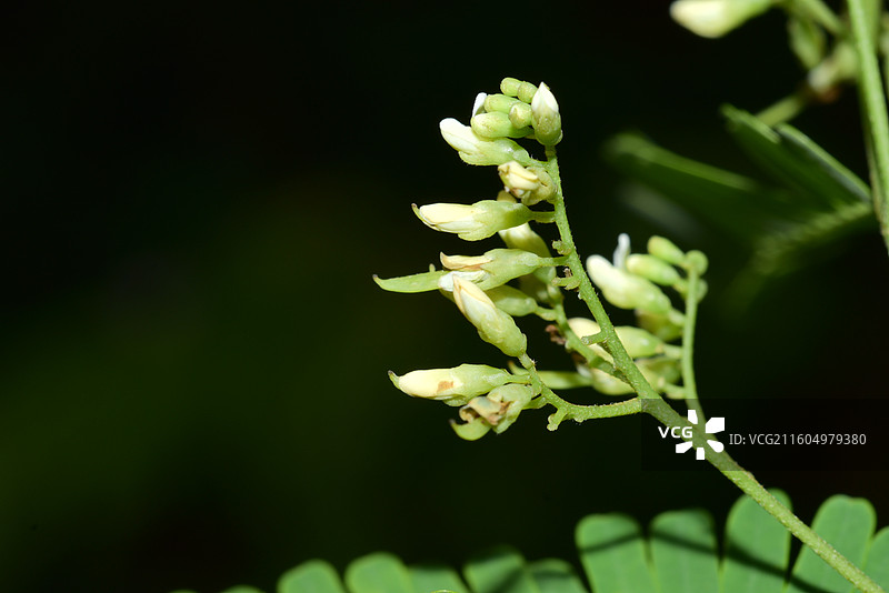 南方珍稀园林植物-Dalbergia millettii 香港黄檀图片素材