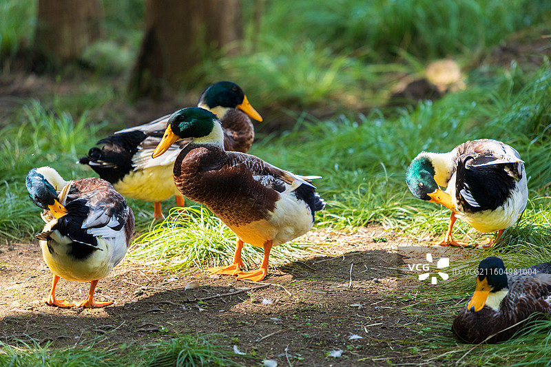 杭州临安青山湖水上森林绿头鸭大雁图片素材