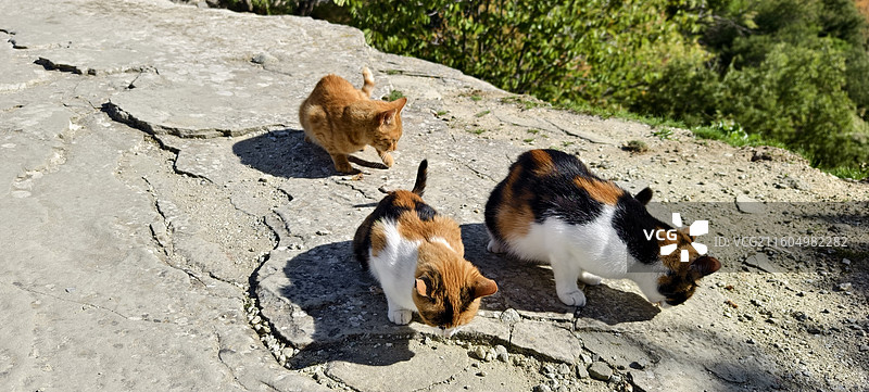 希腊天空之城～梅黛奥拉修道院，猫图片素材