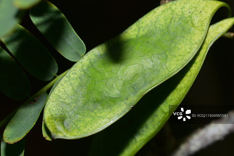 南方珍稀园林植物-Dalbergia millettii 香港黄檀图片素材