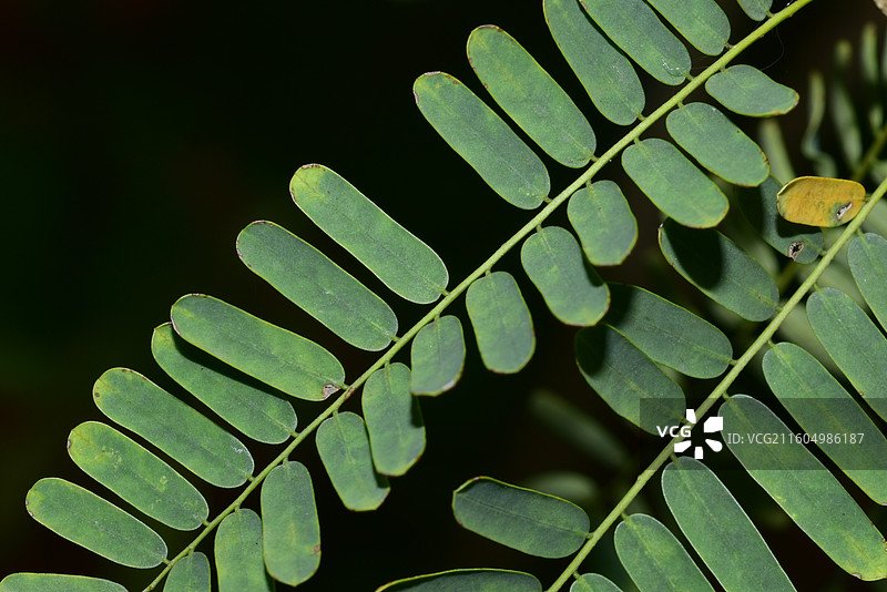 南方珍稀园林植物-Dalbergia millettii 香港黄檀图片素材