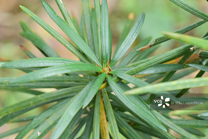 南方珍稀园林树种-Cathaya argyrophylla 银杉图片素材