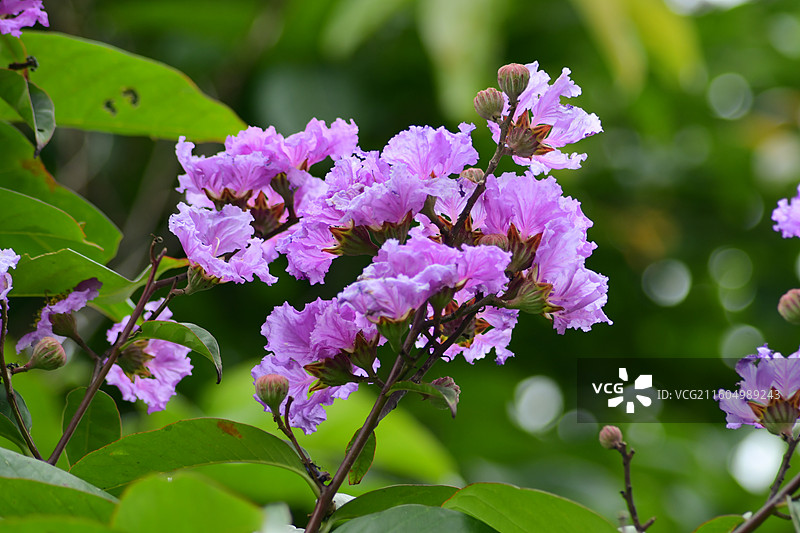 南方珍稀园林植物-Lagerstroemia speciosa 大花紫薇图片素材
