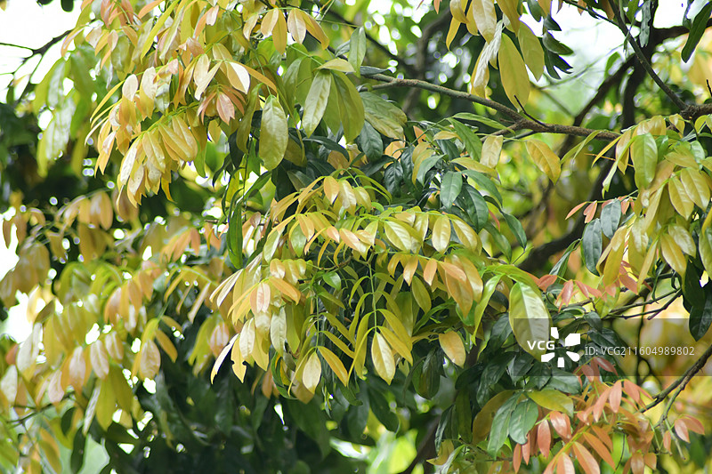 南方珍稀园林植物-Ormosia pinnata 海南红豆图片素材