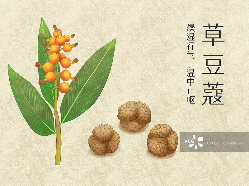 手绘水彩中药药材草豆蔻插画图片素材