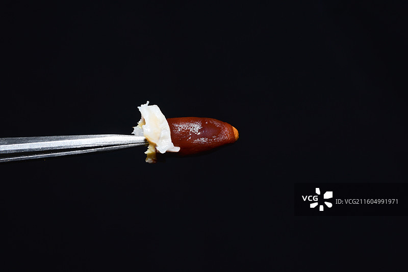 南方珍稀园林植物-Litchi chinensis 荔枝图片素材