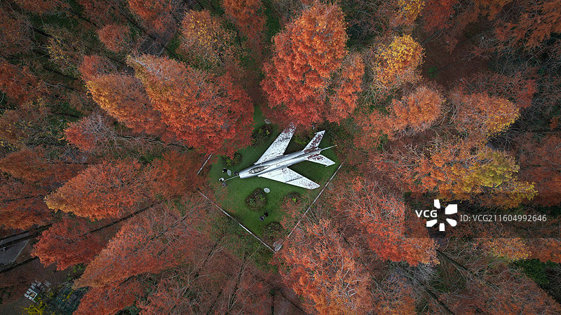 崇明东平国家森林公园图片素材