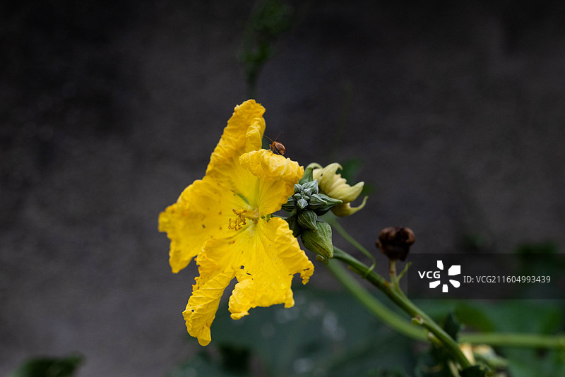 丝瓜花 丝瓜图片素材