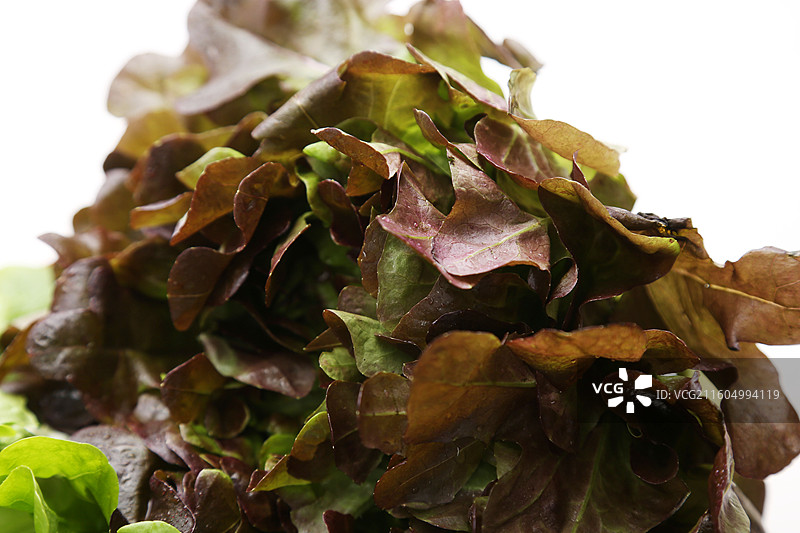 新鲜橡叶生菜图片素材