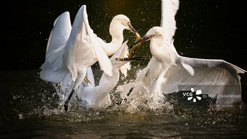 三鹭相争1图片素材