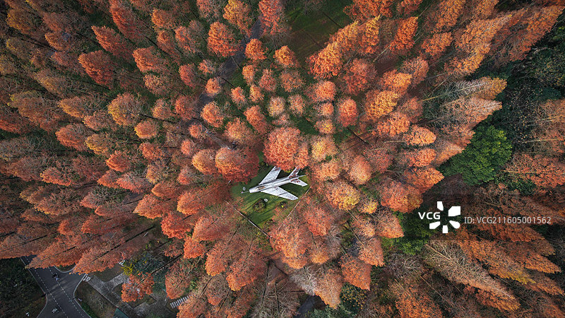崇明东平国家森林公园图片素材