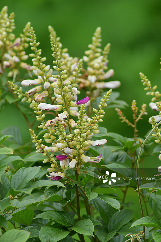 南方珍稀园林树种-Callerya nitida var. hirsutissima 丰城鸡血藤图片素材