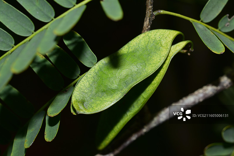 南方珍稀园林植物-Dalbergia millettii 香港黄檀图片素材