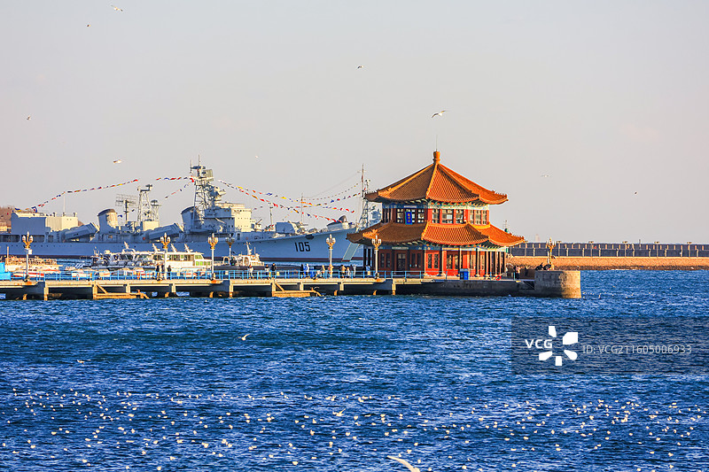 海鸥 飞翔的海鸥 青岛栈桥图片素材