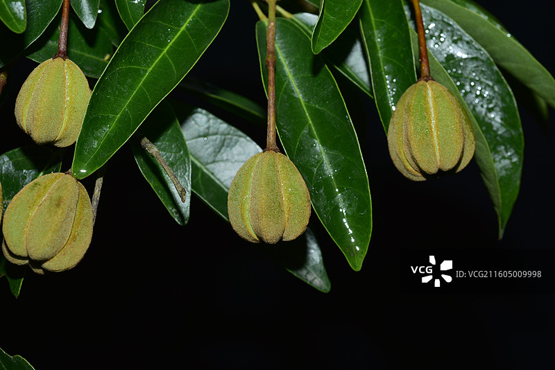 南方珍稀园林绿化树种-Reevesia thyrsoidea 两广梭罗树图片素材