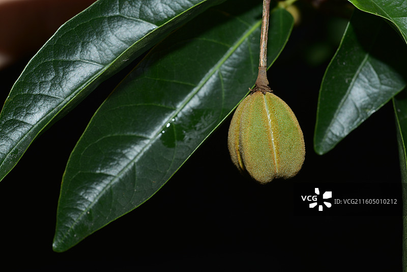 南方珍稀园林绿化树种-Reevesia thyrsoidea 两广梭罗树图片素材