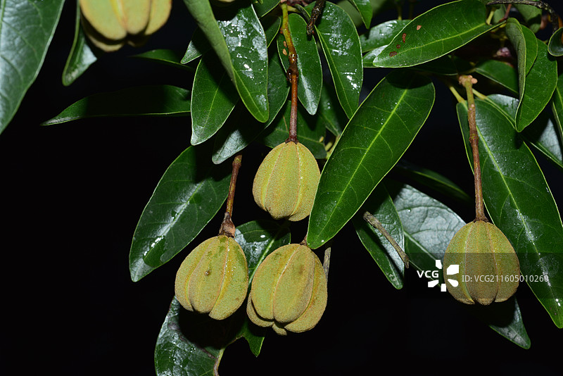 南方珍稀园林绿化树种-Reevesia thyrsoidea 两广梭罗树图片素材